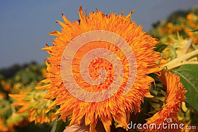 Sunflower Stock Photo